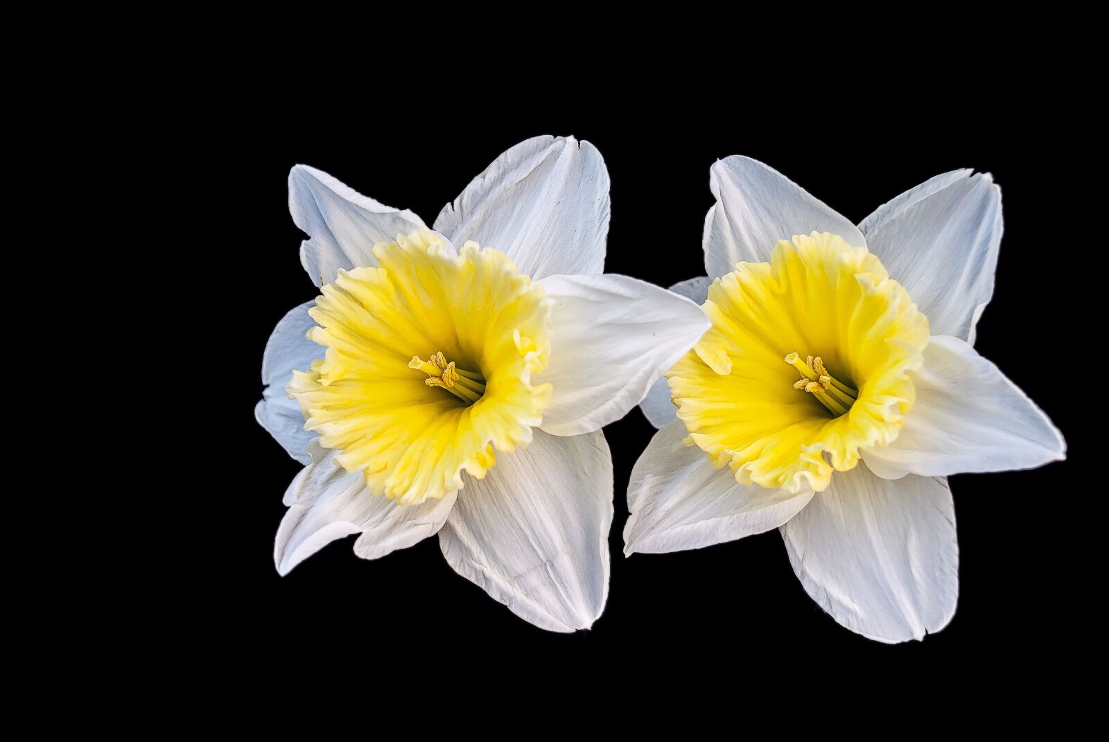 Nikon D3000 sample photo. Narcis, flower, spring photography