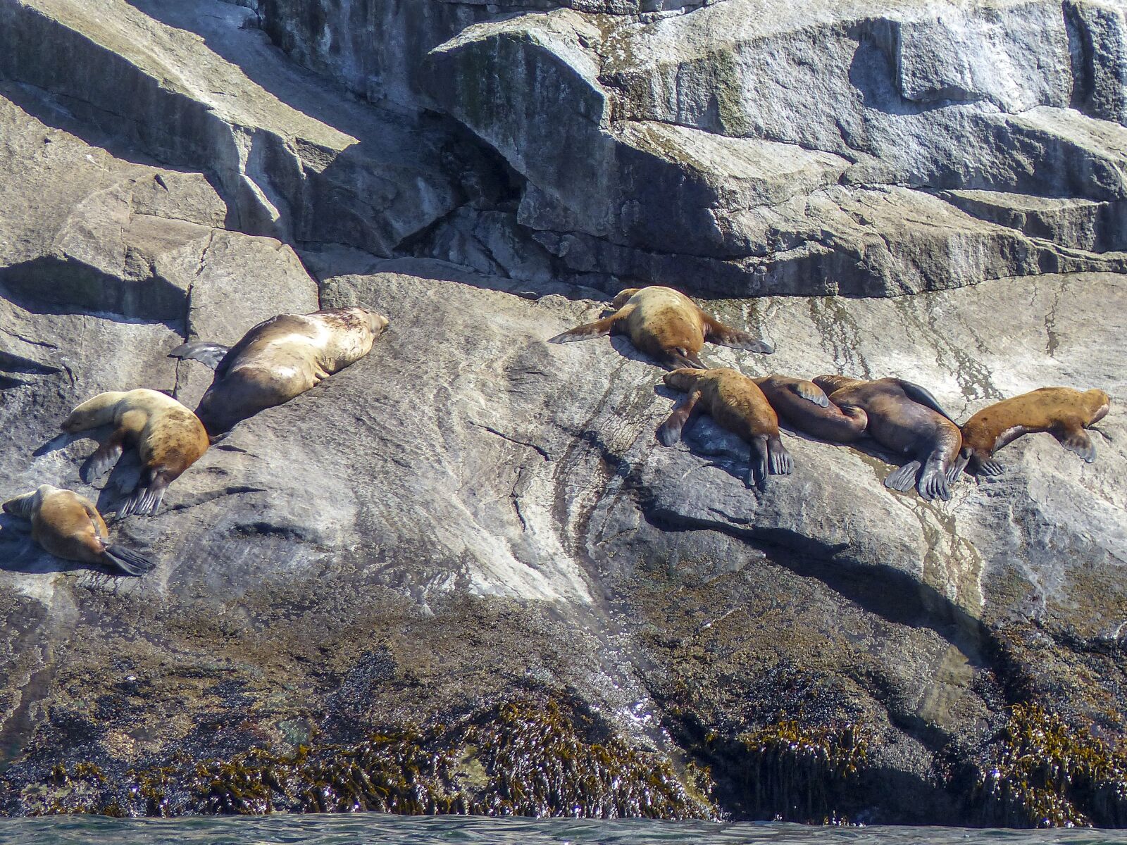 Panasonic Lumix DMC-FZ200 sample photo. Seals, animal, maritime photography