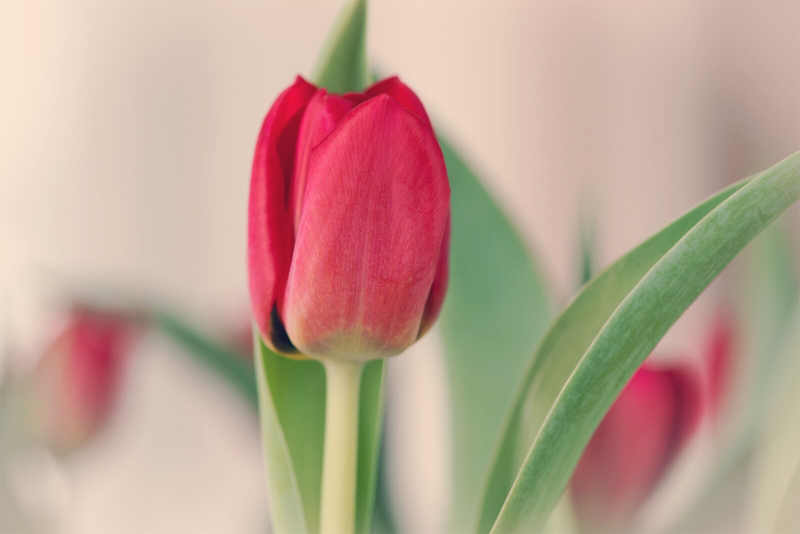 Nikon D750 sample photo. Tulip, red, romantic photography