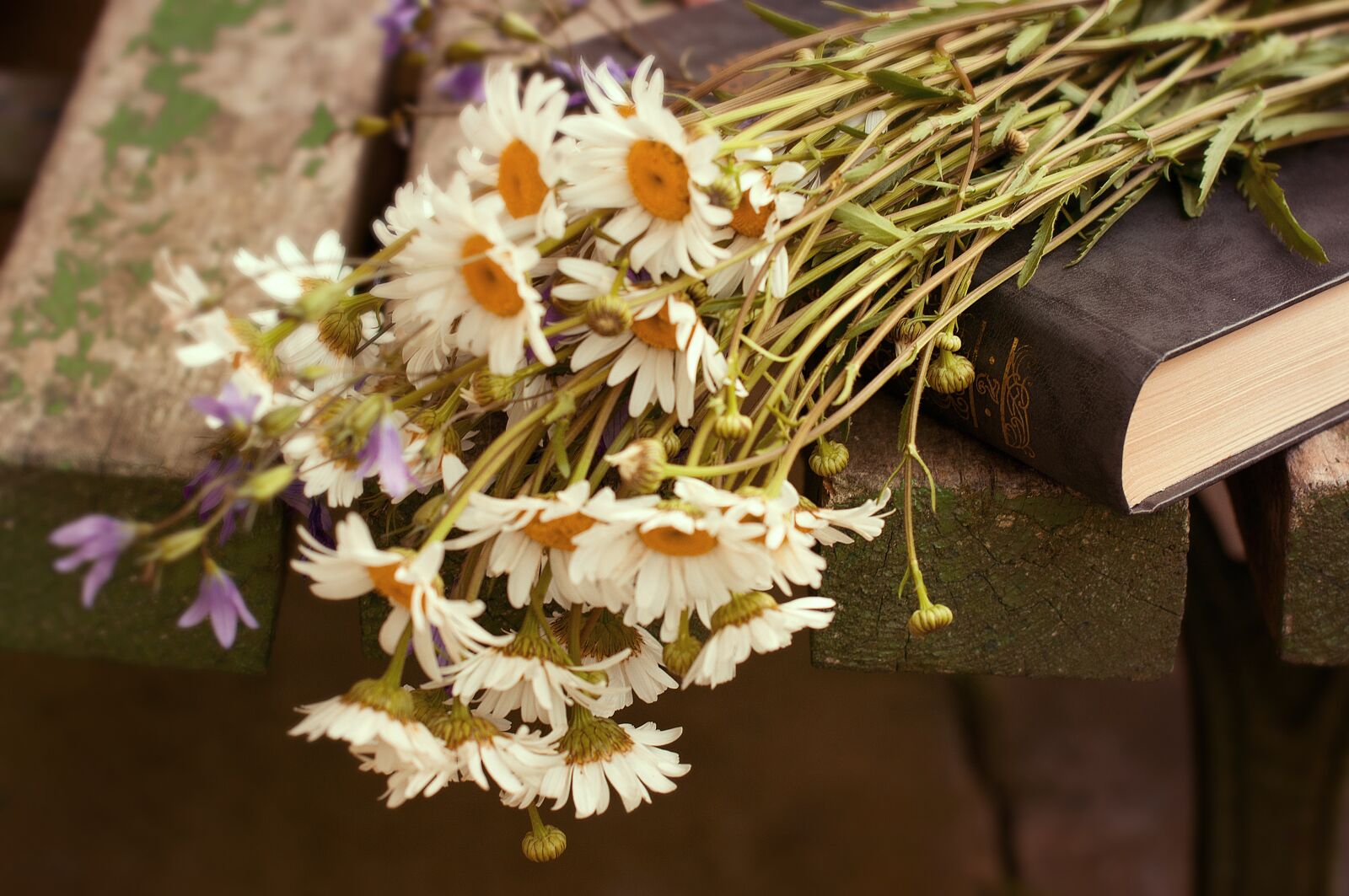 Nikon D90 sample photo. Flowers, daisy, chamomile photography