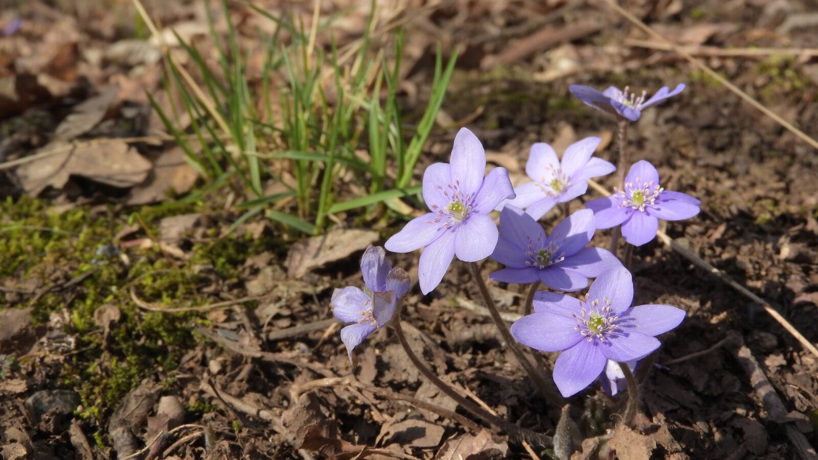 Nikon Coolpix P610 sample photo. Hepatica nobilis, podl ka photography