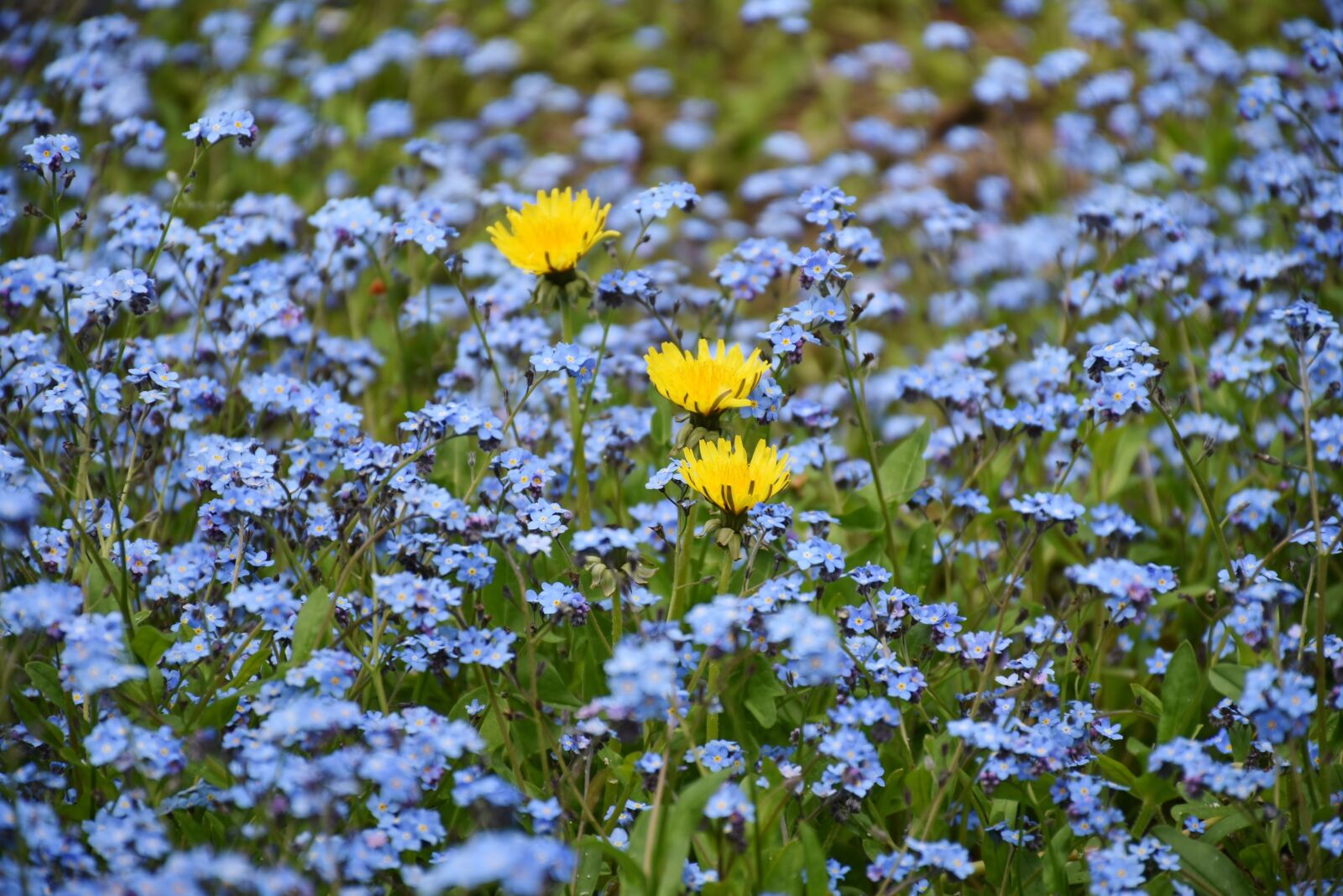 Nikon D7200 sample photo. Forget me not, flower photography