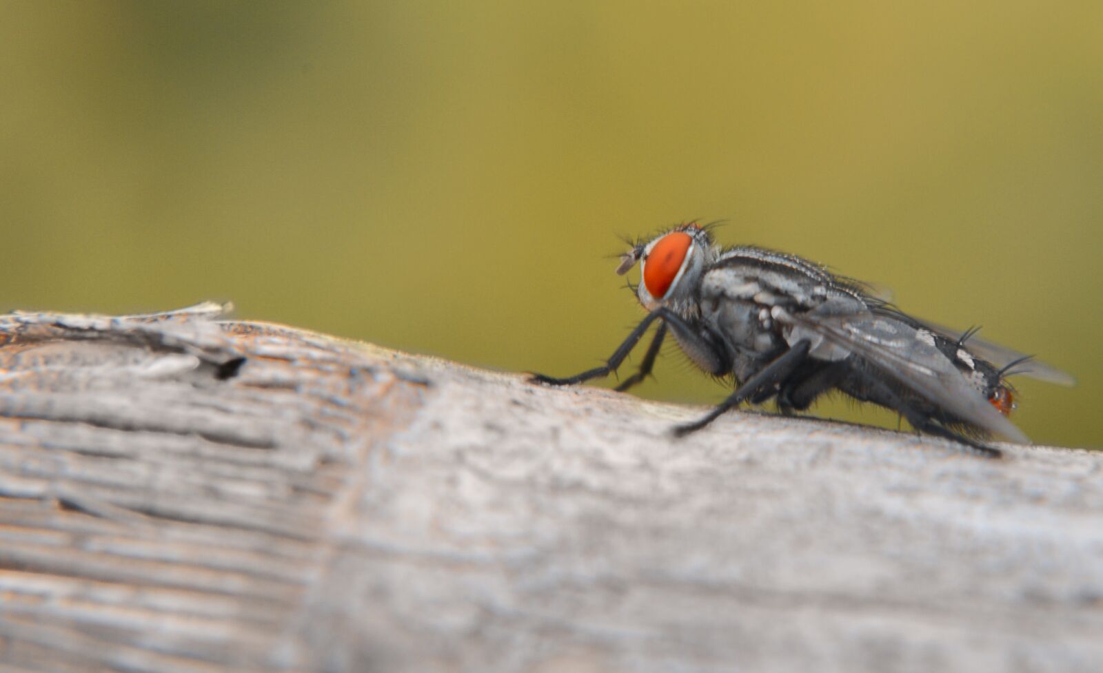 Nikon D90 sample photo. Insects, fly, nature photography