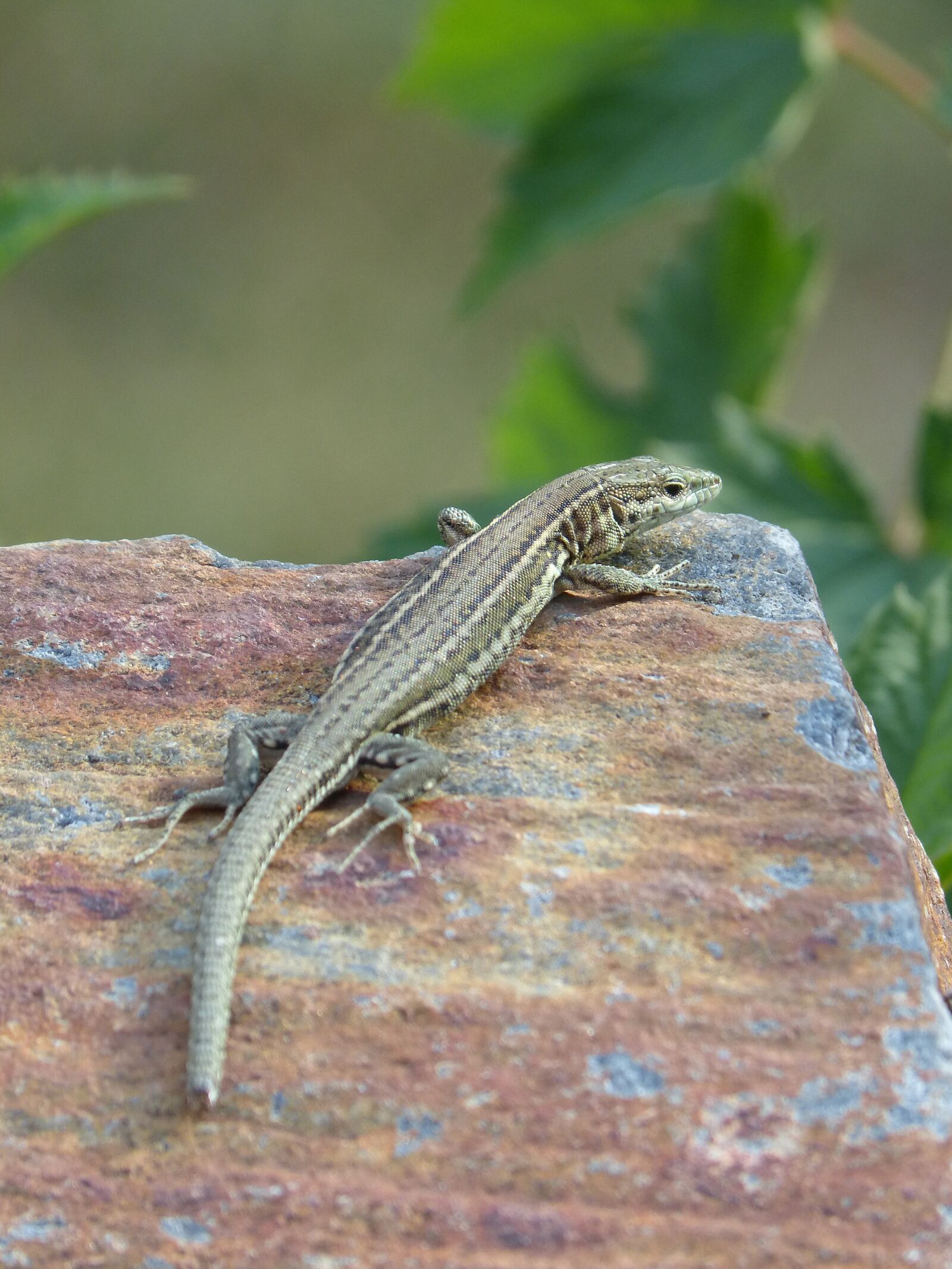 Panasonic DMC-FZ62 sample photo. Lizard iberian, lizard, sargantana photography