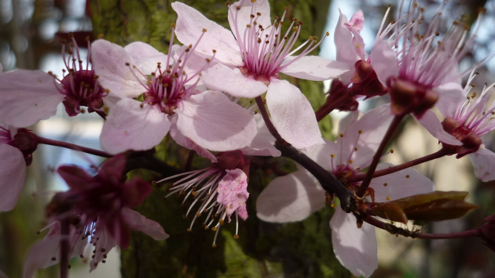 Panasonic Lumix DMC-FS6 sample photo. Ornamental tree, flowers, bright photography