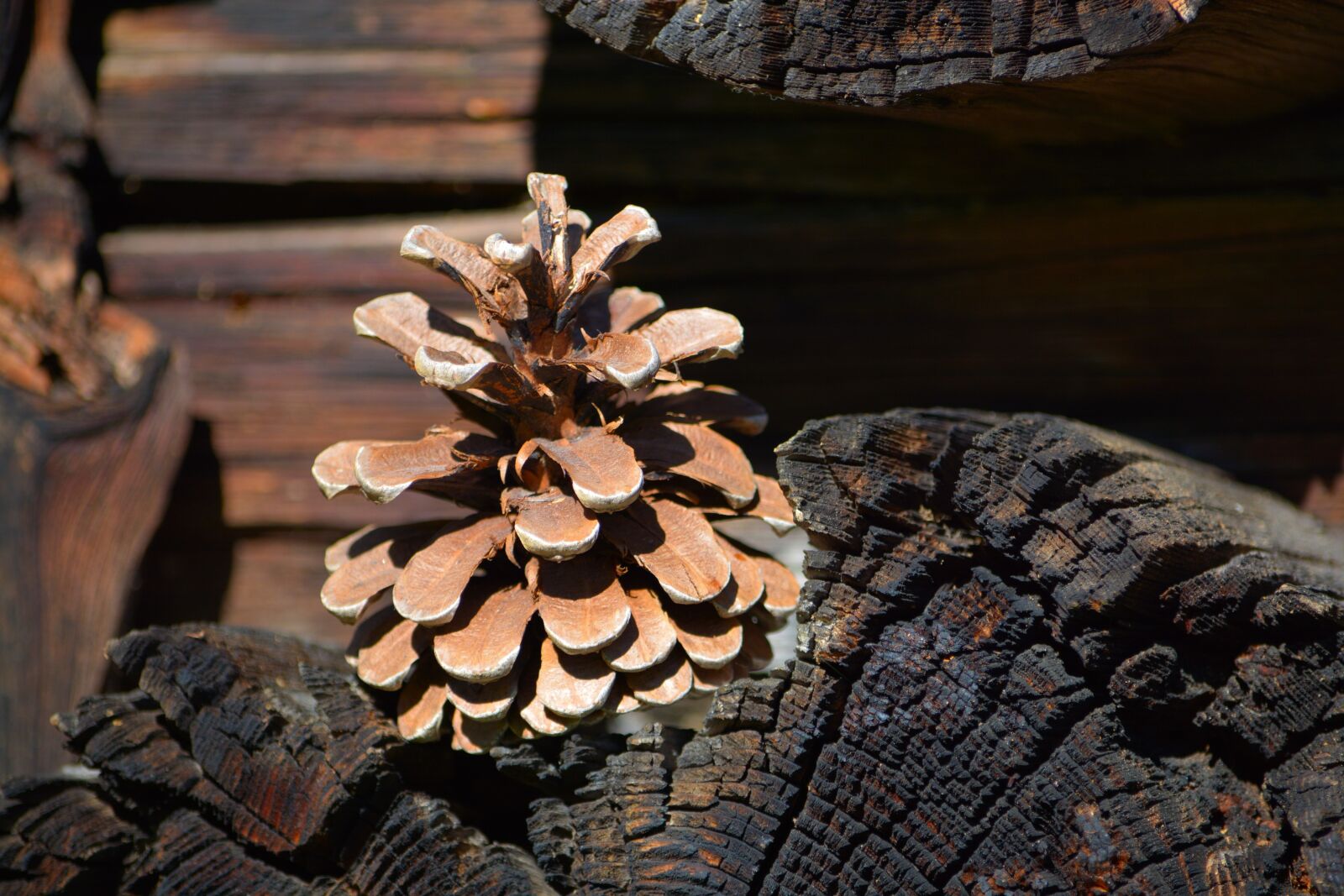 Nikon D7100 sample photo. Pine cones, wood, nature photography