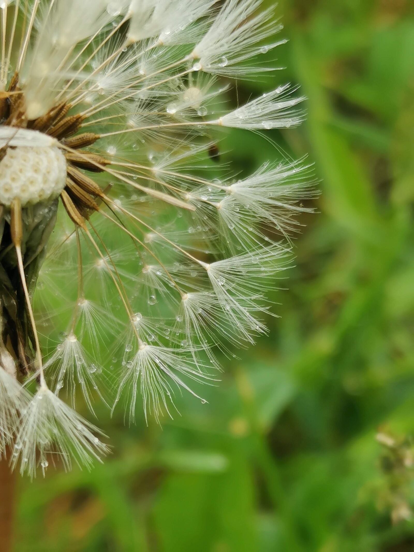 HUAWEI P30 sample photo. Dandelion, rain, close up photography