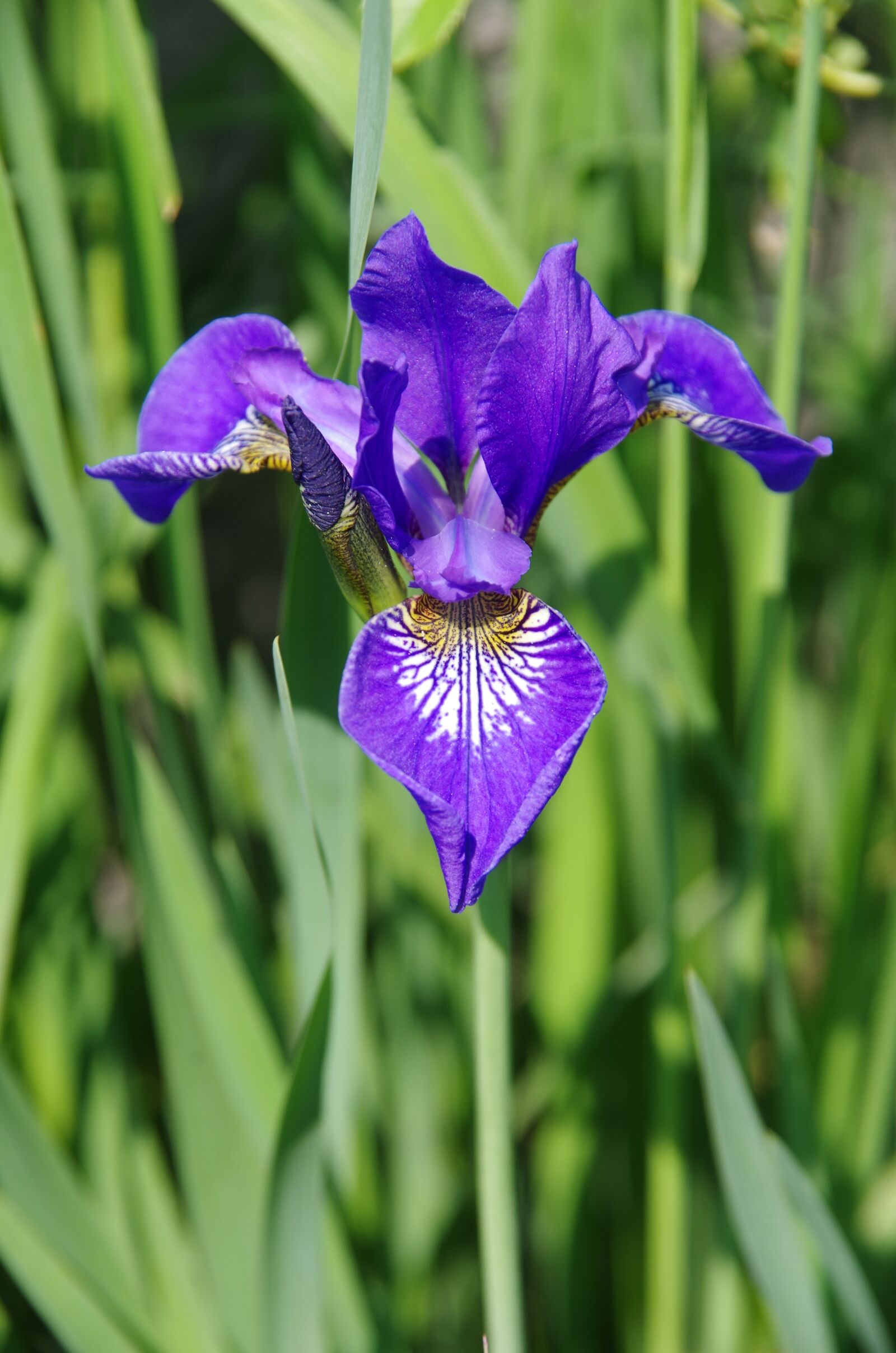 Pentax K-50 sample photo. Nature, beautiful flowers, spring photography