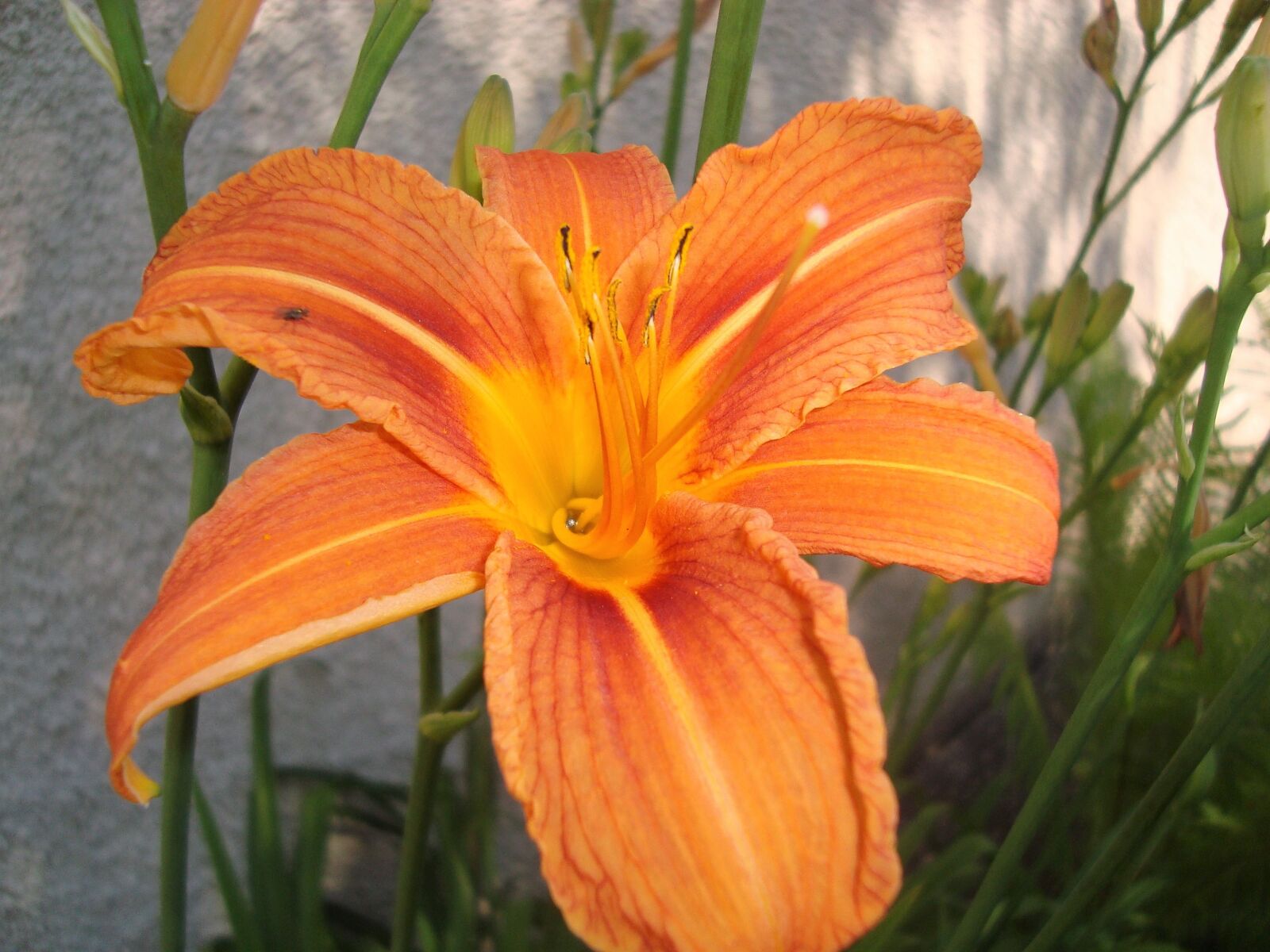 Sony DSC-W125 sample photo. Lily, orange, flower photography