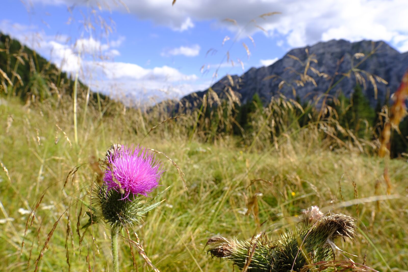 Fujifilm X-T2 sample photo. Thistle, acker thistle, flower photography