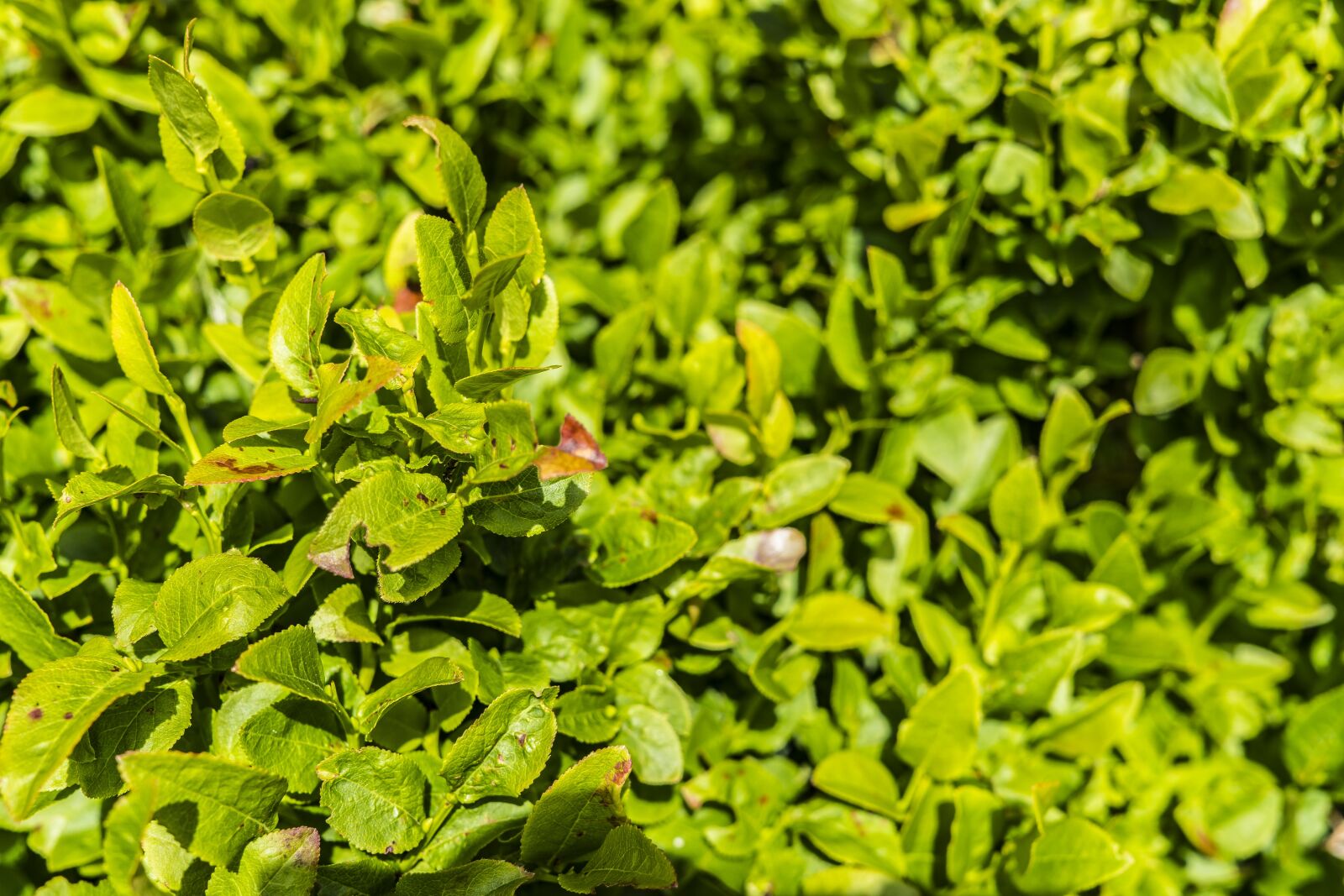 Sony a6300 + Sigma 30mm F2.8 EX DN sample photo. Blueberry bushes, bush, green photography