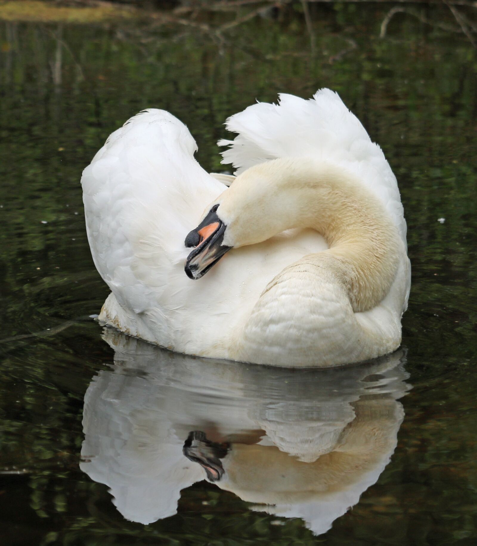 Canon EOS 750D (EOS Rebel T6i / EOS Kiss X8i) sample photo. Swan, reflection, water photography