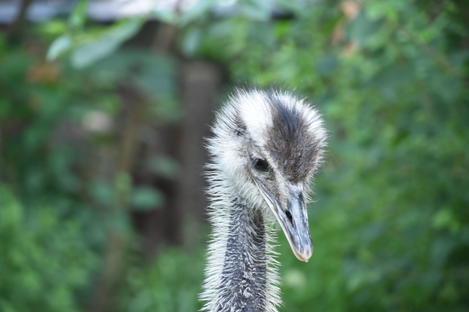 Nikon D7200 sample photo. Close-up, head, the ostrich photography