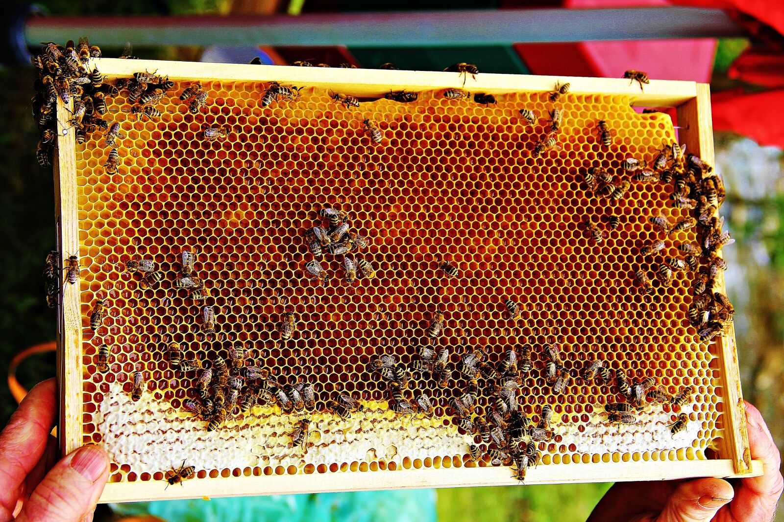 Классы пчел в улье. Соты пчелиные. Пчелиные соты с медом. Пчела на сотах. Пчелы и мед.