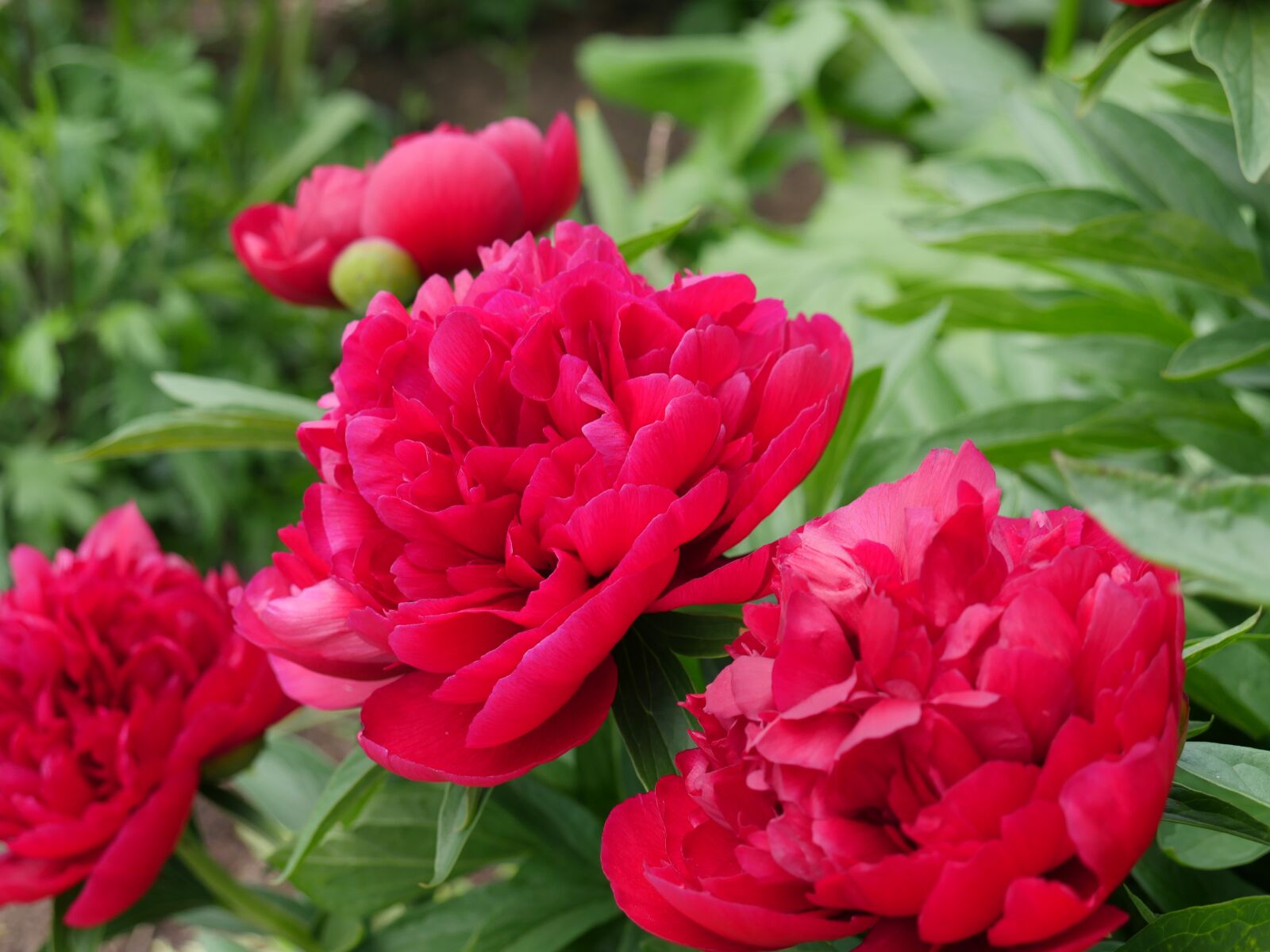 Panasonic Lumix DMC-GX8 sample photo. Peony, pink peony, flower photography