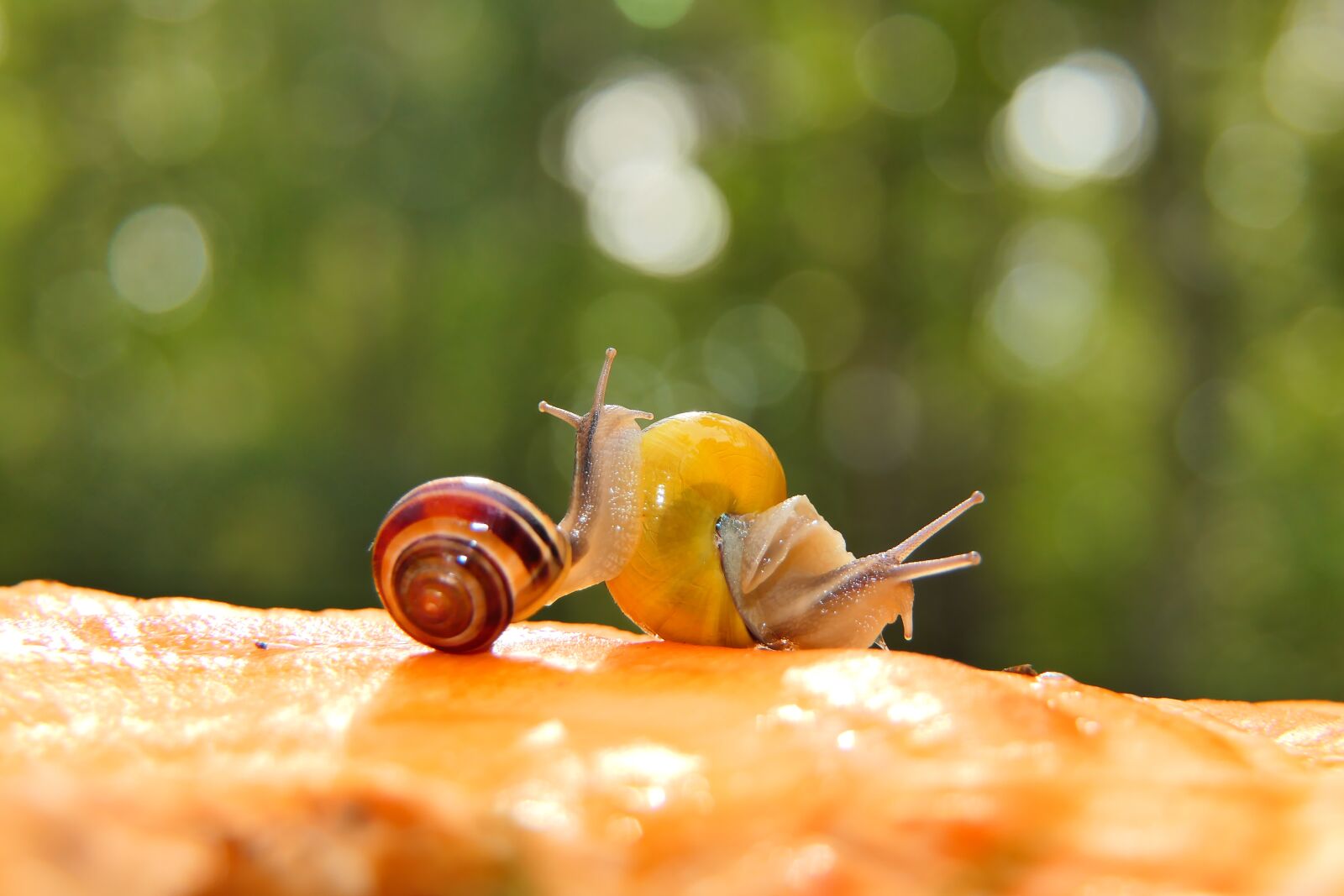 Panasonic Lumix DMC-FZ2500 (Lumix DMC-FZ2000) sample photo. Snails, grove snails, molluscs photography