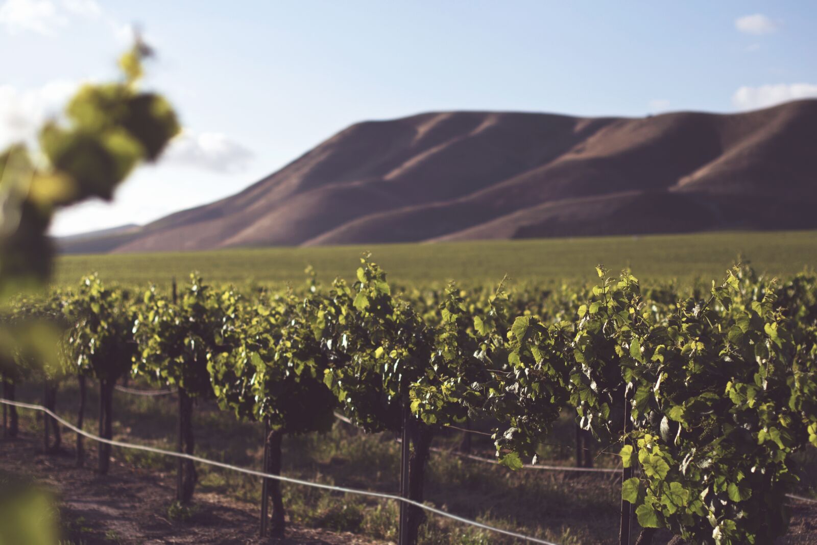Nikon D600 sample photo. Vineyard, farm, field photography