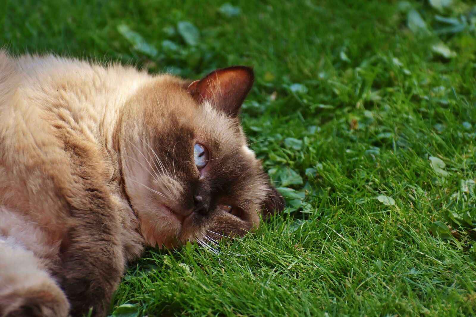 Nikon D7200 sample photo. Cat, british shorthair, thoroughbred photography