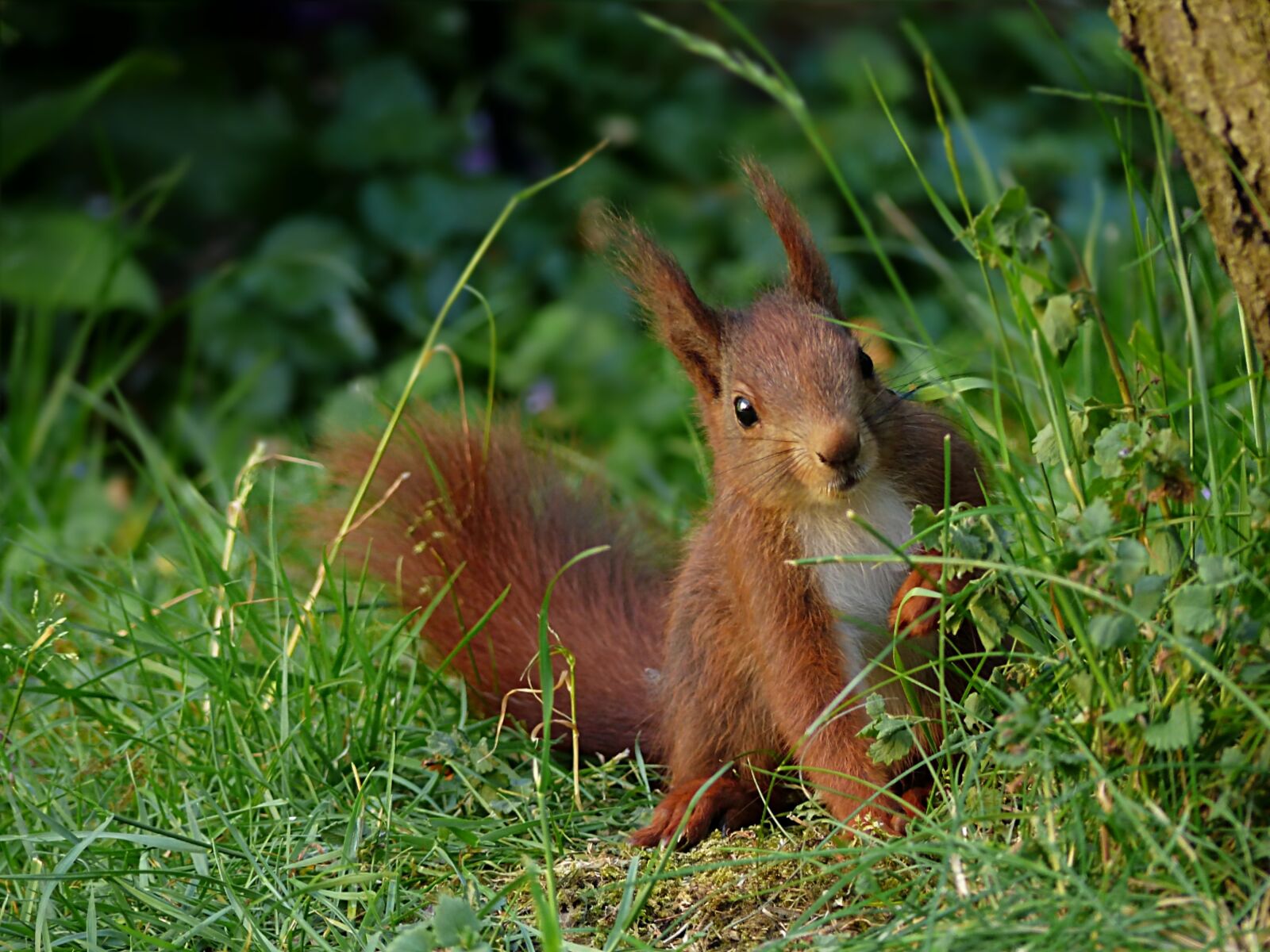 Panasonic Lumix DMC-FZ200 sample photo. Animal, squirrel, sciurus vulgaris photography