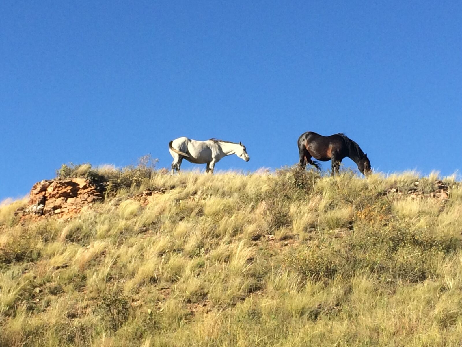 Apple iPhone 5s sample photo. Horse, wild, animal photography