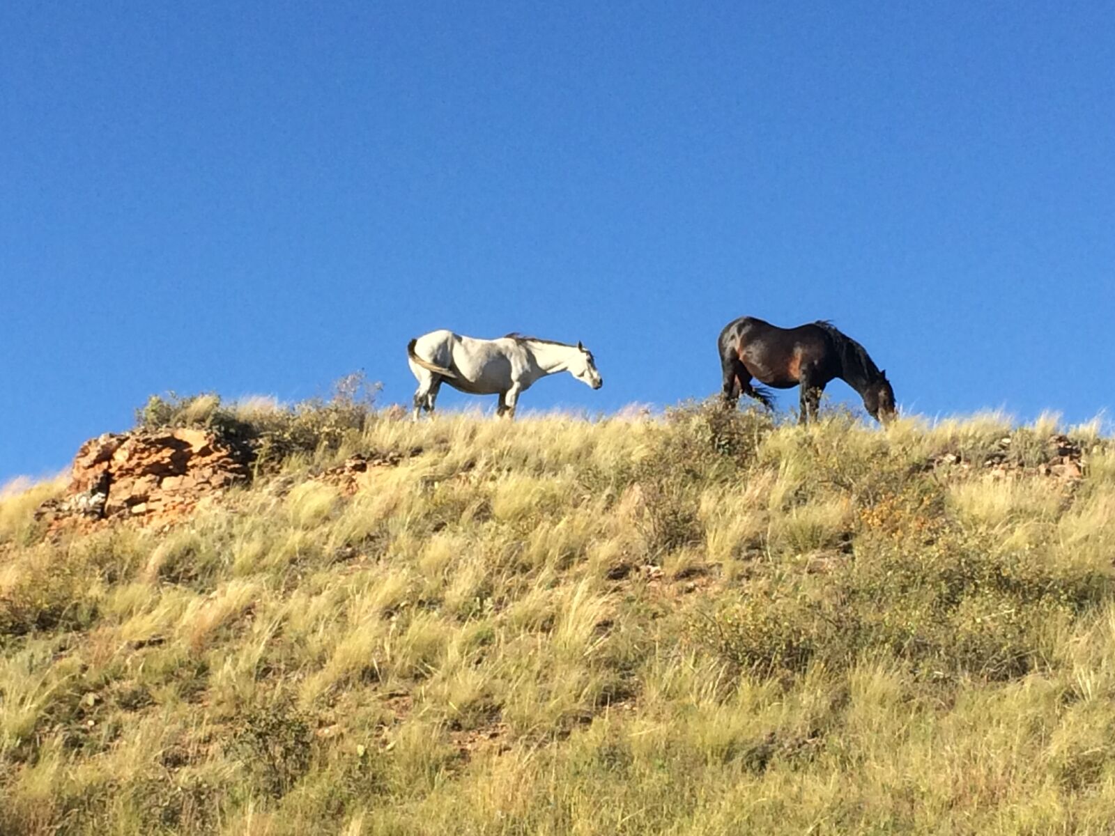 iPhone 5s back camera 4.15mm f/2.2 sample photo. Horse, wild, animal photography