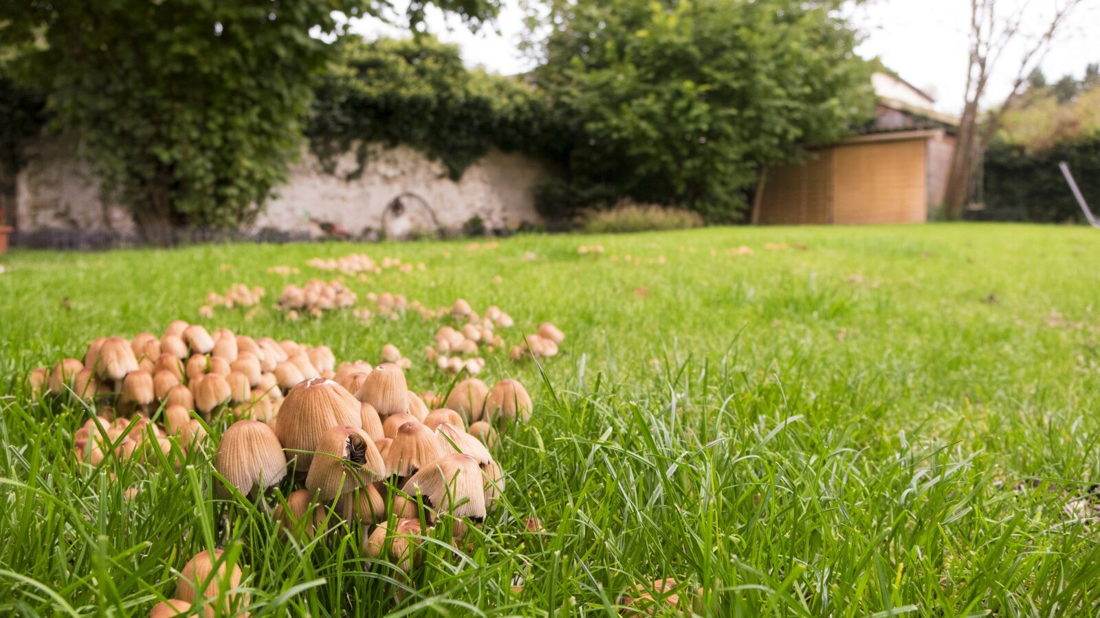 Sony Cyber-shot DSC-RX10 sample photo. Mushrooms, turf, garden photography