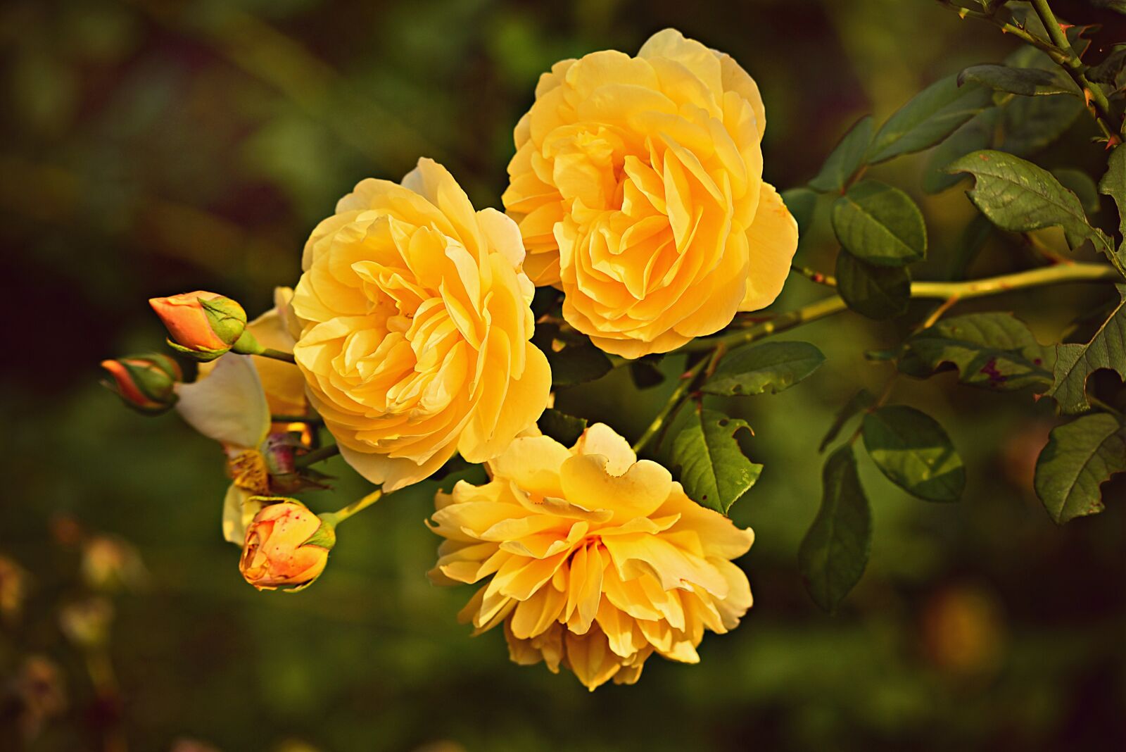 Nikon D750 sample photo. Yellow rose, flower, plant photography