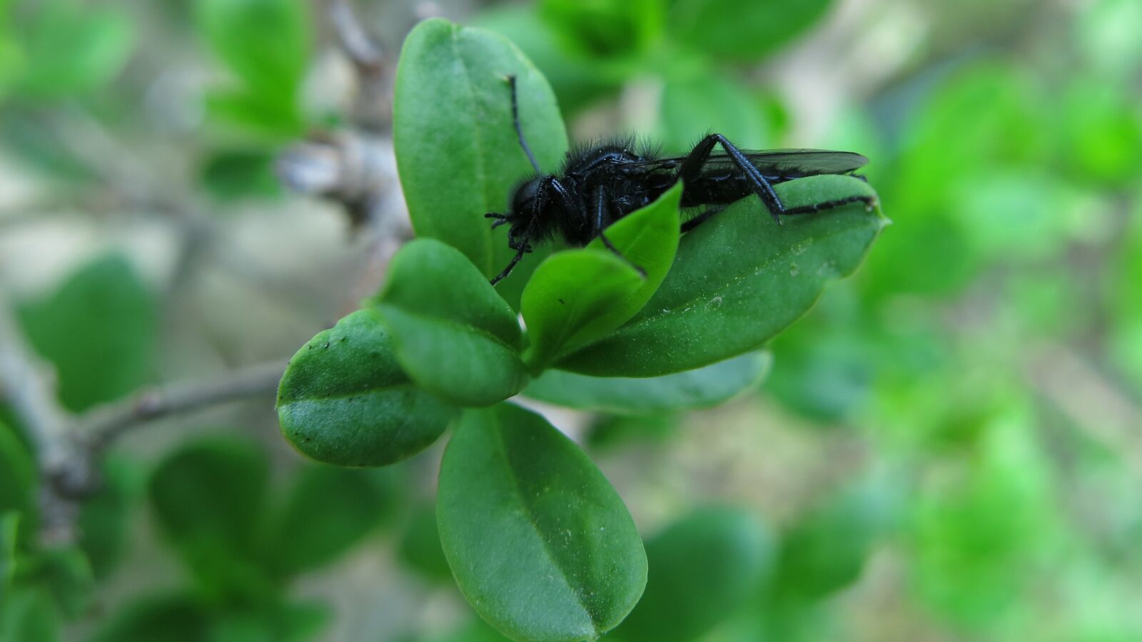 Canon PowerShot G15 sample photo. March fly, bibio marci photography