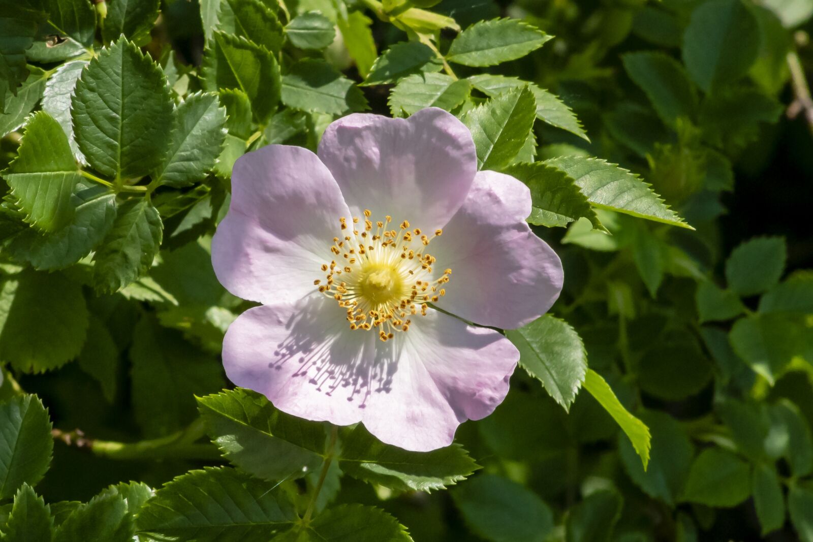 Canon EF75-300mm f/4-5.6 sample photo. Wildflower, brian, rose photography