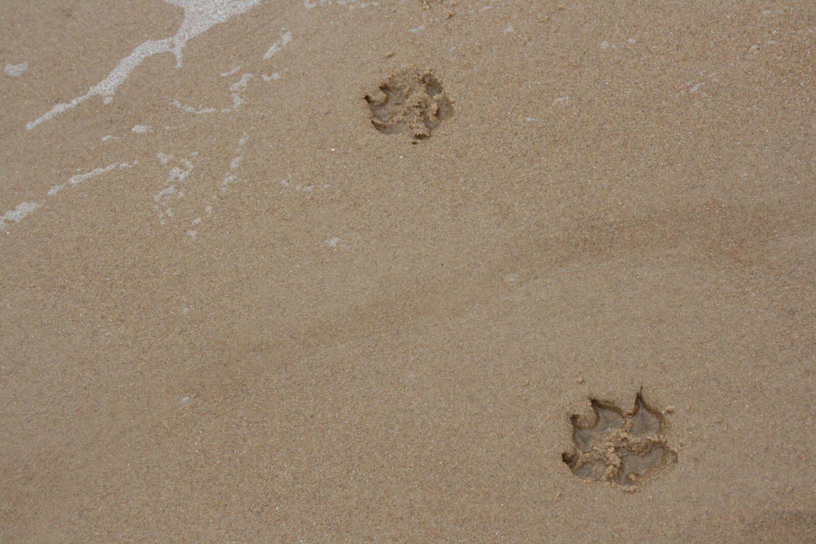 Canon EOS 400D (EOS Digital Rebel XTi / EOS Kiss Digital X) sample photo. Paws, sand, dog photography