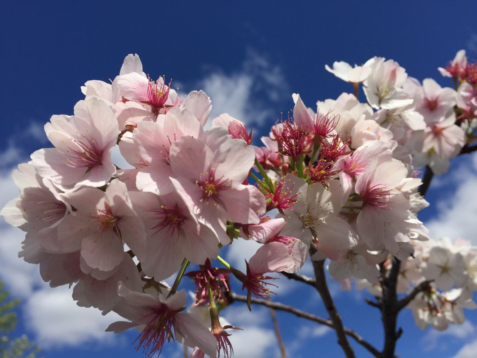 Apple iPhone 6 sample photo. Blossoms, spring, pink photography