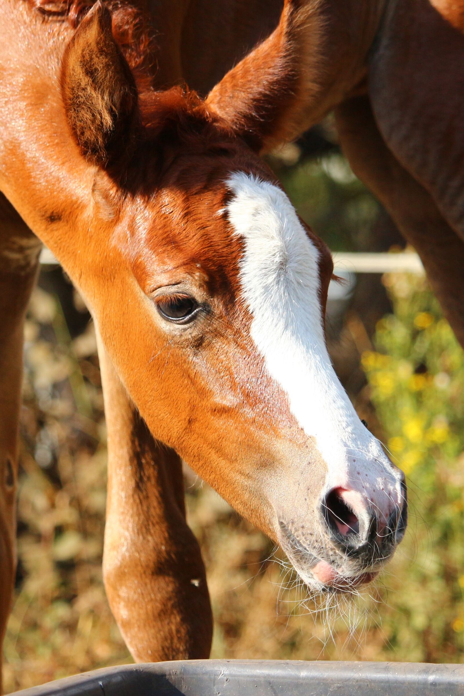 Canon EOS 100D (EOS Rebel SL1 / EOS Kiss X7) sample photo. Horse, foal, fuchs photography