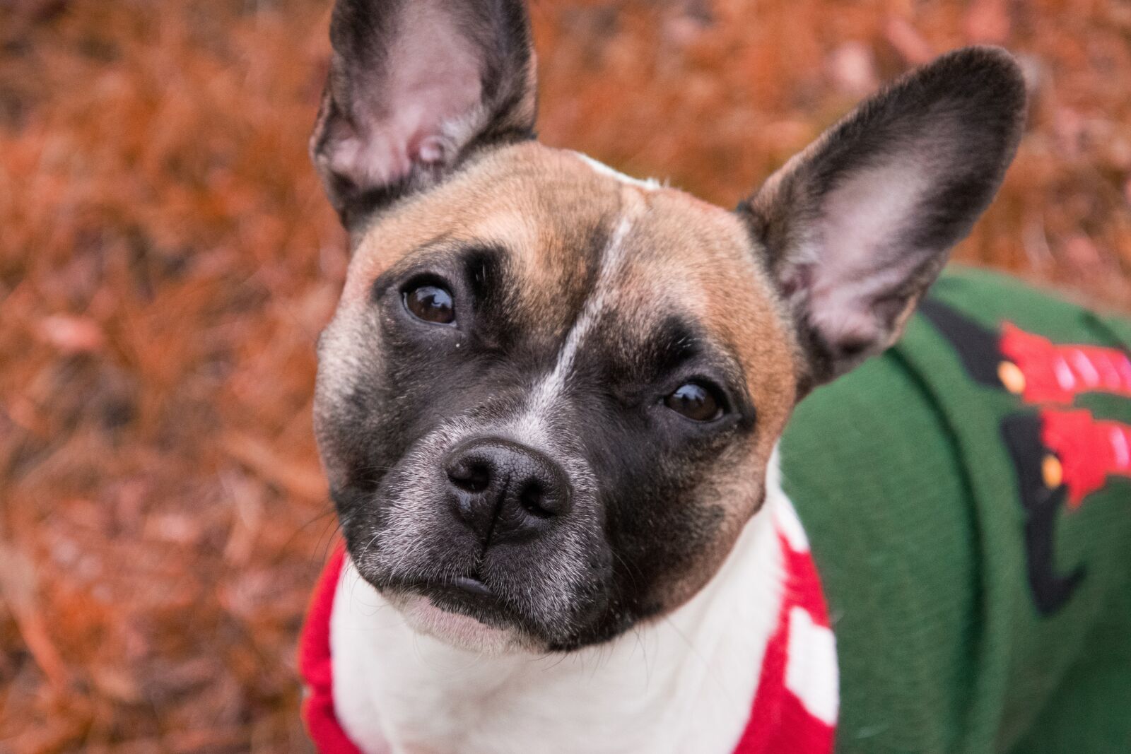Nikon D3300 sample photo. Dog, portrait, nose photography