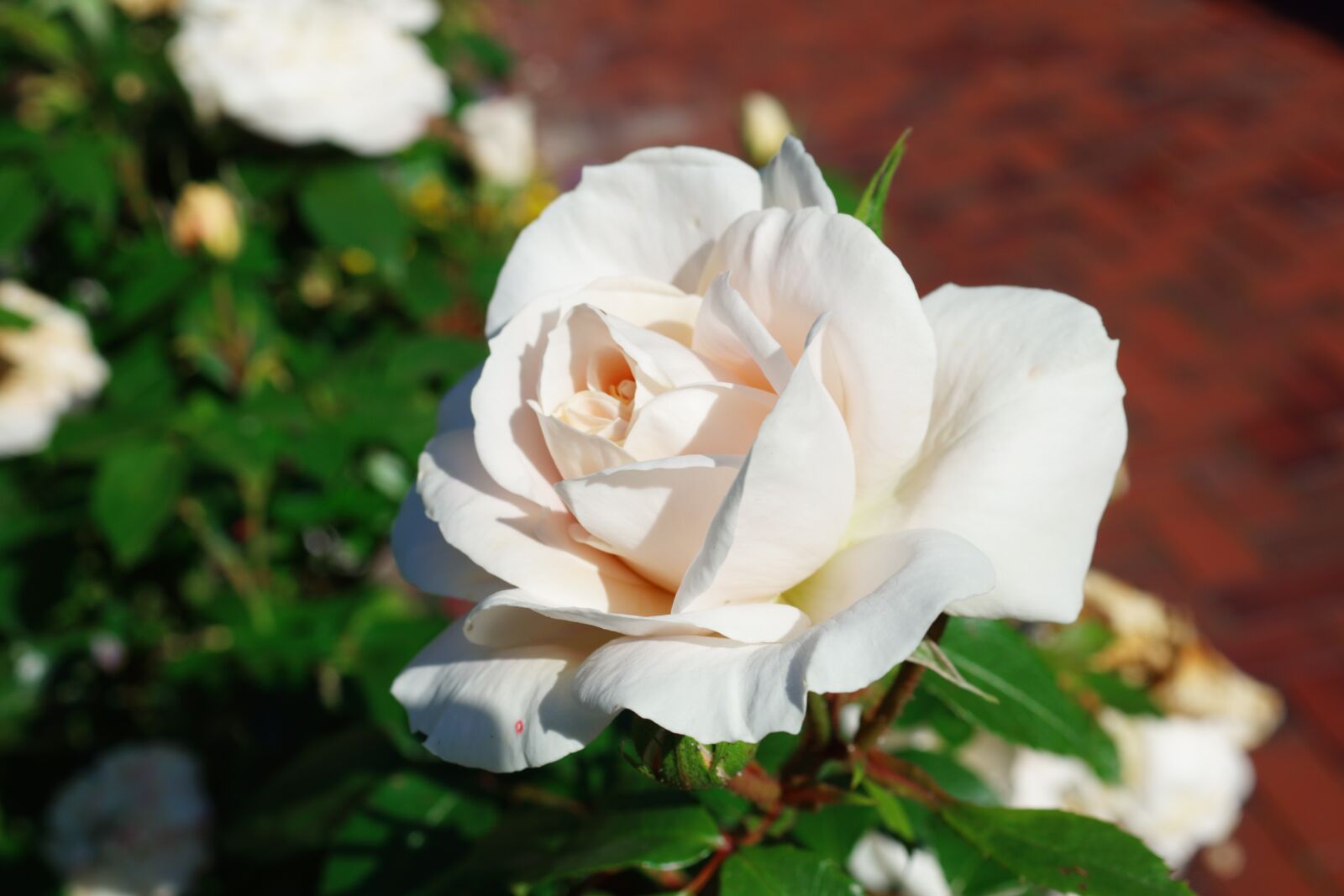 Sony SLT-A68 sample photo. Rose, beige, background photography