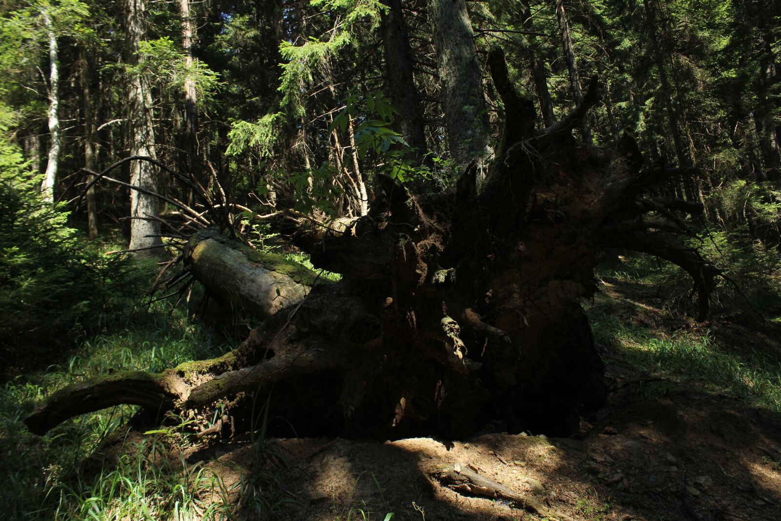 Canon EOS 600D (Rebel EOS T3i / EOS Kiss X5) sample photo. Tree, dead tree, wood photography