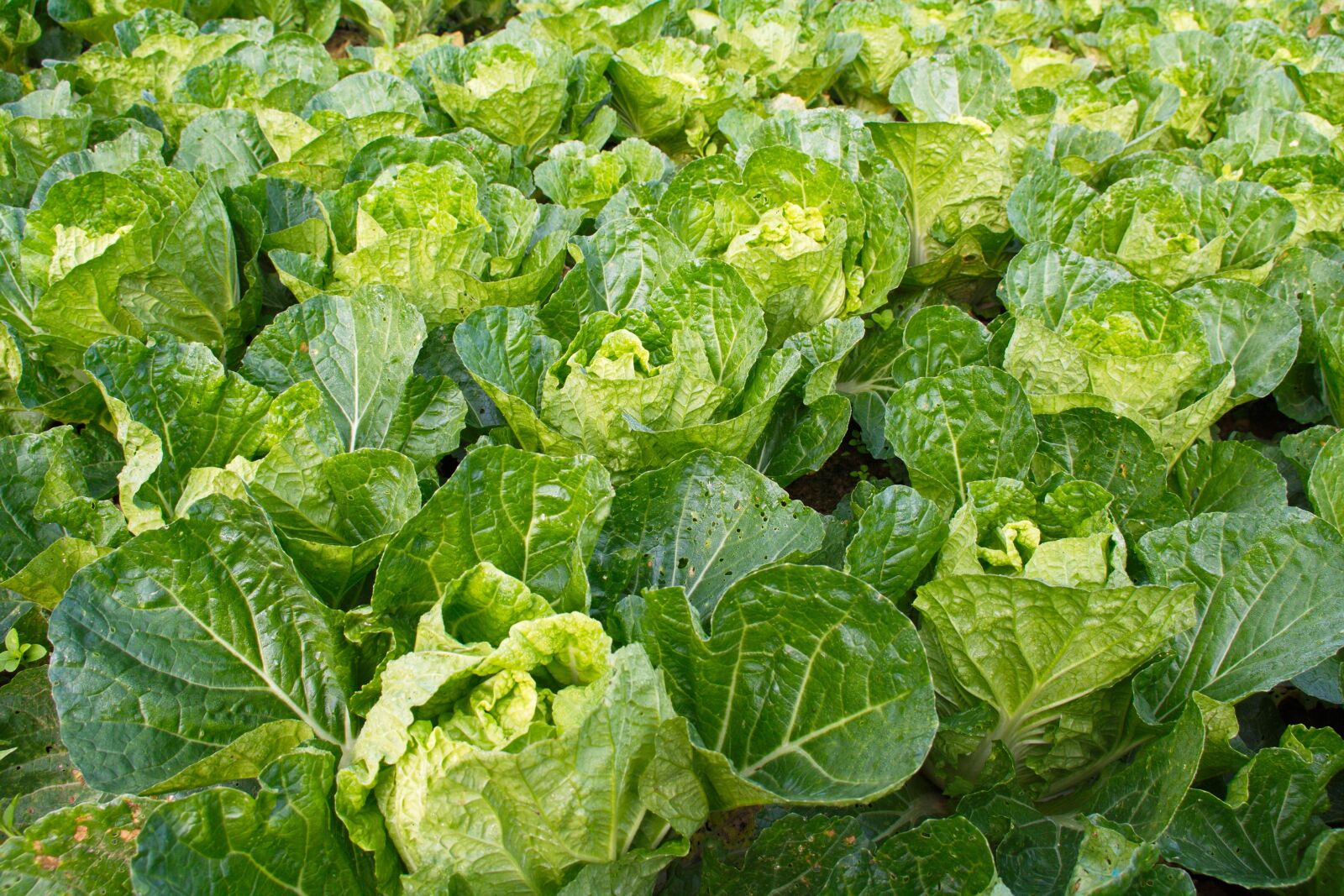 Canon EOS 1000D (EOS Digital Rebel XS / EOS Kiss F) sample photo. Lettuce, vegetable, farm photography