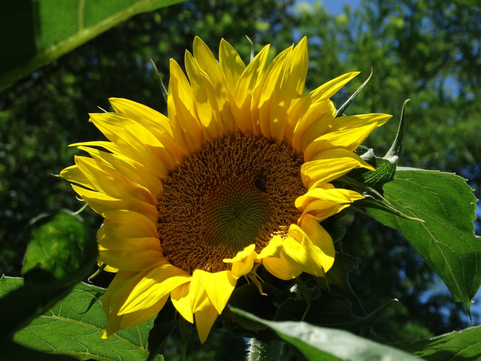 Sony Cyber-shot DSC-HX300 sample photo. Sunflower, yellow, seeds photography