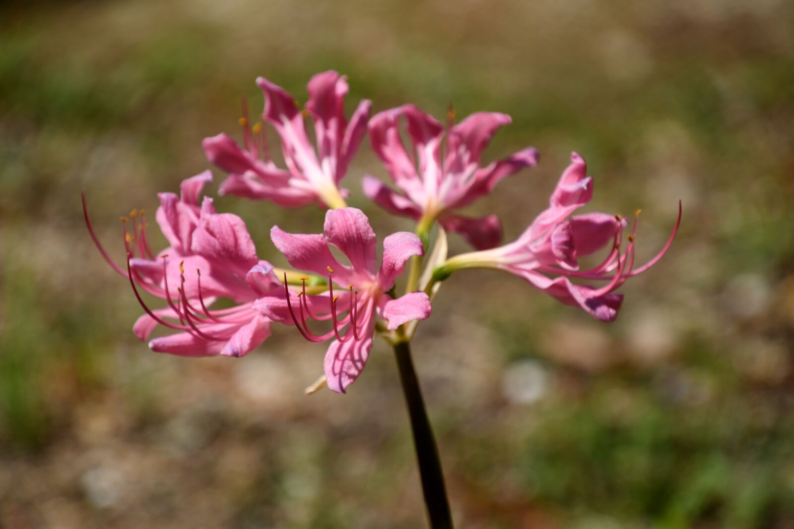Nikon D7500 sample photo. Flowers, pink, nature photography