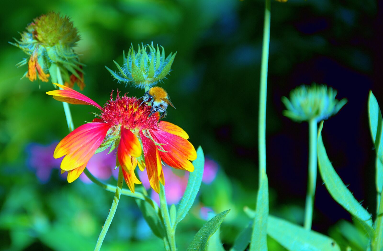 Nikon D7200 sample photo. Flower, hummel, coneflower photography