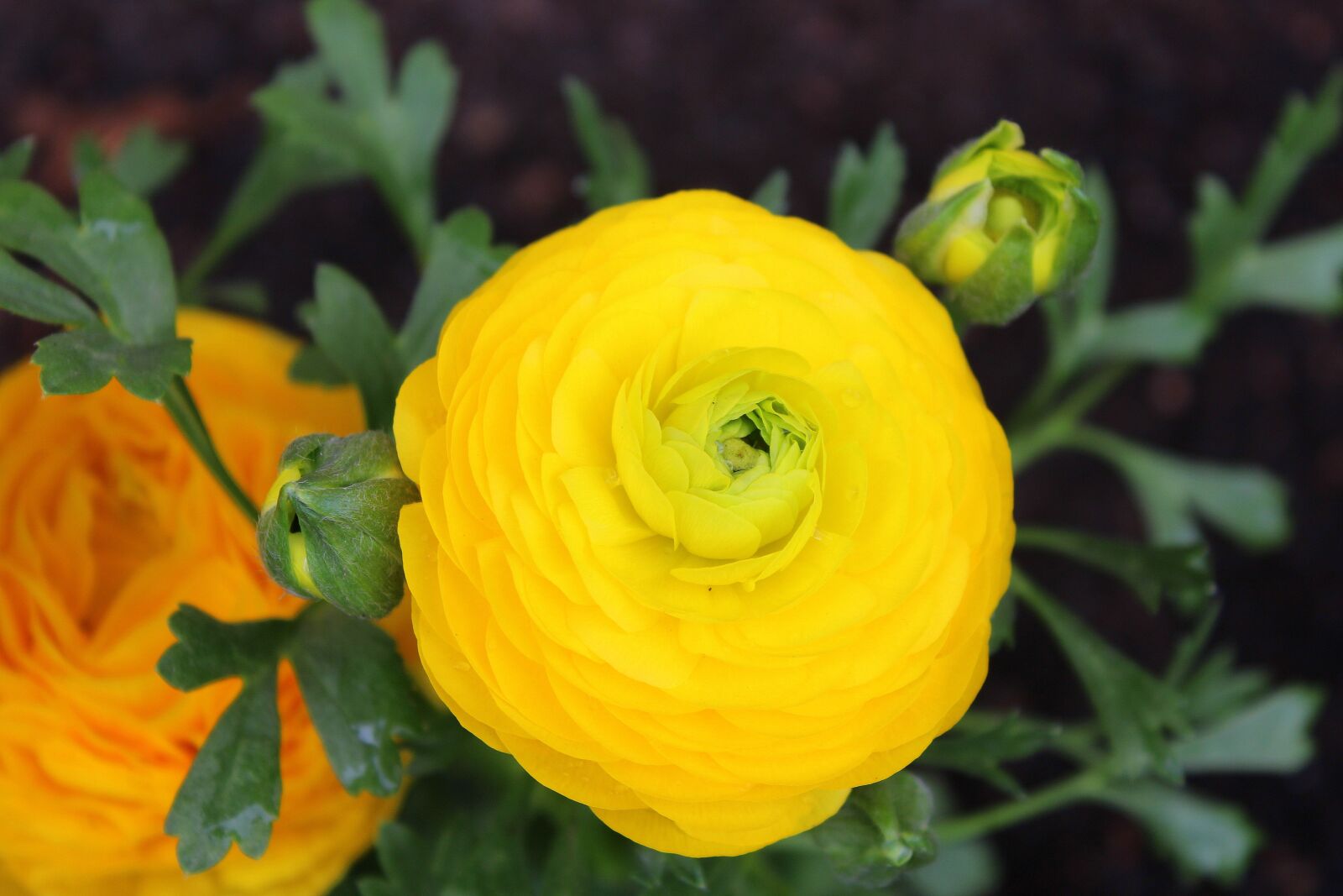 Canon EOS 1200D (EOS Rebel T5 / EOS Kiss X70 / EOS Hi) sample photo. Ranunculus asiaticus, yellow flower photography