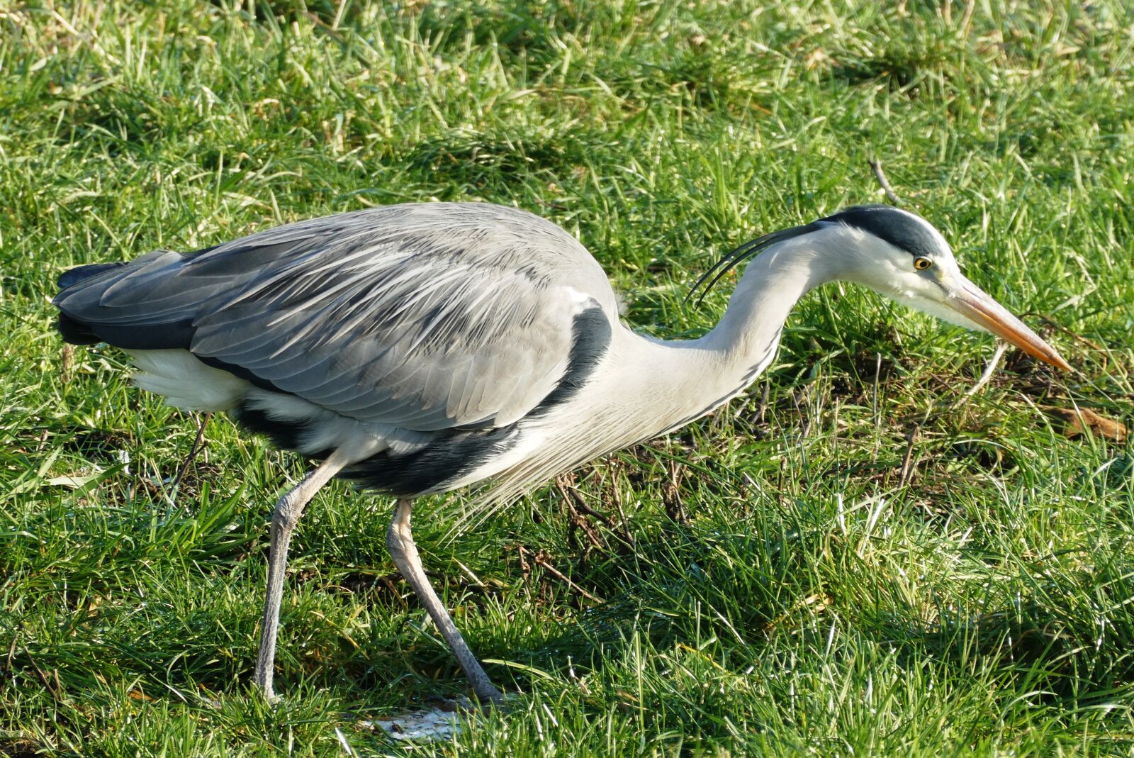 Panasonic Lumix DC-ZS70 (Lumix DC-TZ90) sample photo. Heron, ditch, whey photography