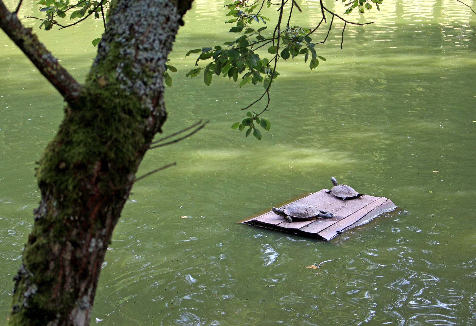 Canon EOS 700D (EOS Rebel T5i / EOS Kiss X7i) sample photo. Turtles, water, summer photography