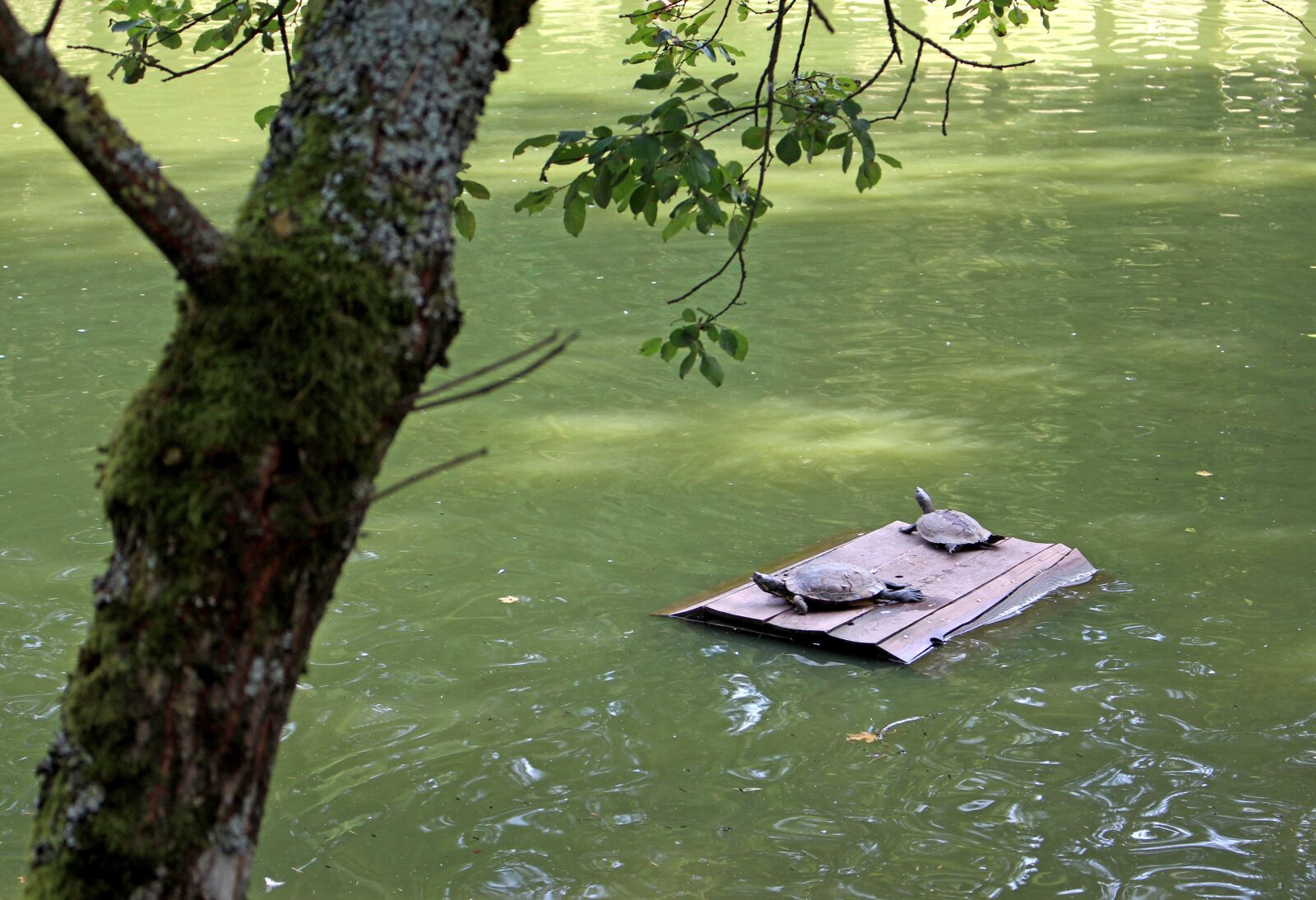 Canon EOS 700D (EOS Rebel T5i / EOS Kiss X7i) + Canon EF-S 18-55mm F3.5-5.6 IS STM sample photo. Turtles, water, summer photography