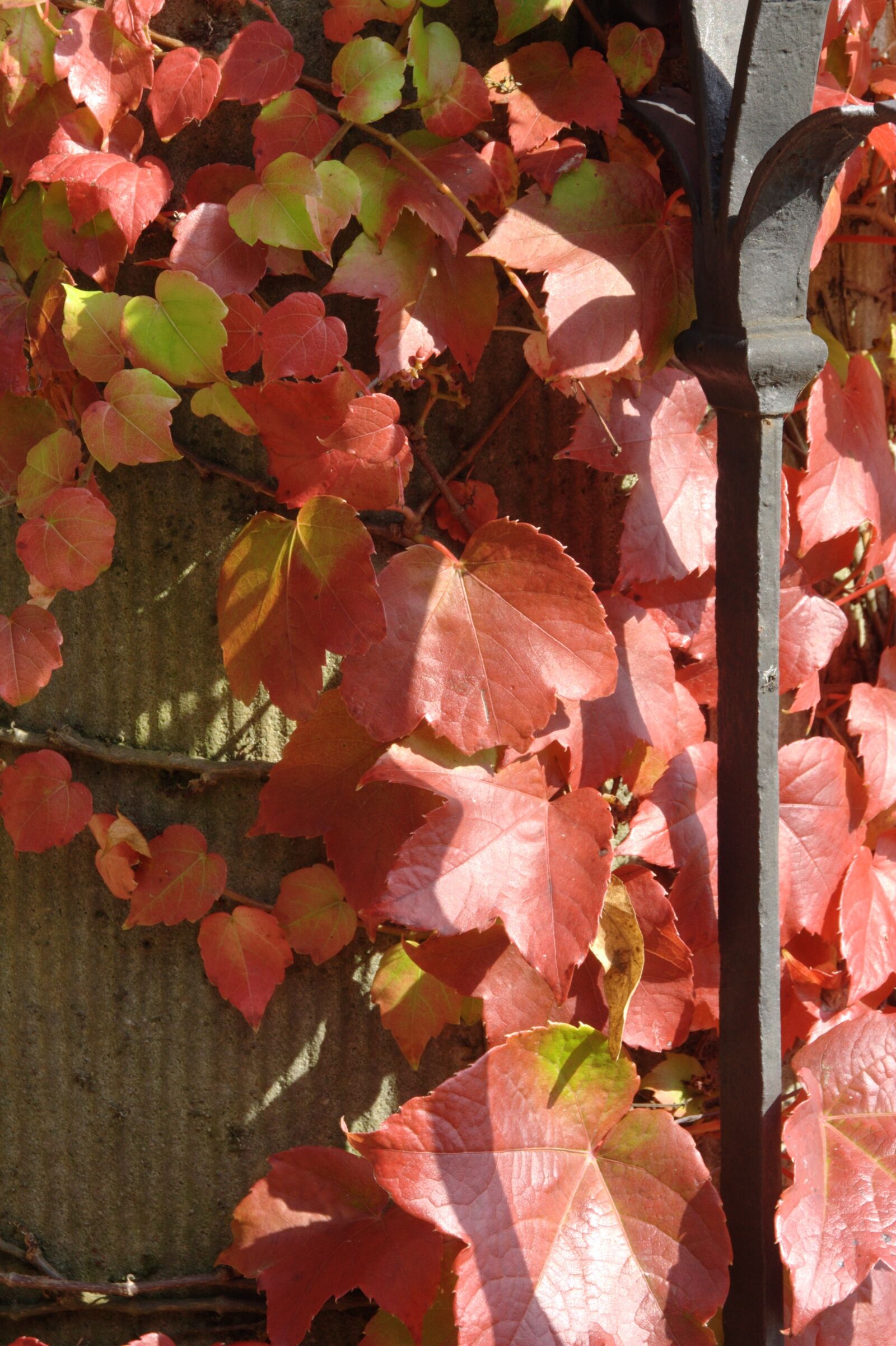 Canon EOS 350D (EOS Digital Rebel XT / EOS Kiss Digital N) sample photo. Autumn, vine, leaves in photography