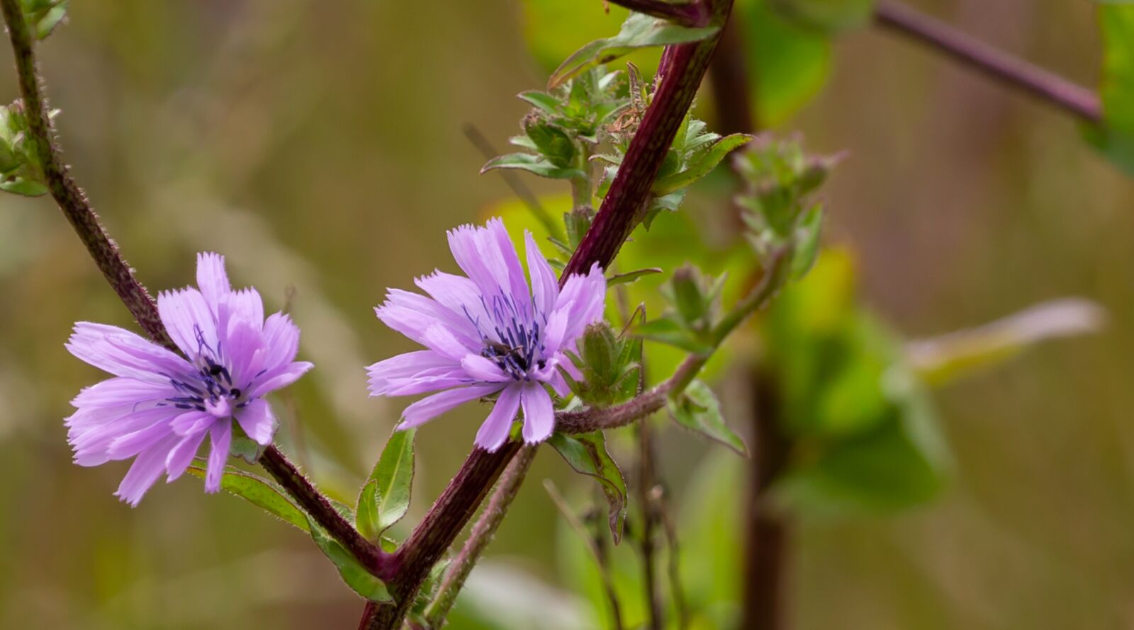 Canon EOS 5D Mark III sample photo. Blue sowthistle, cicerbita macrophylla photography