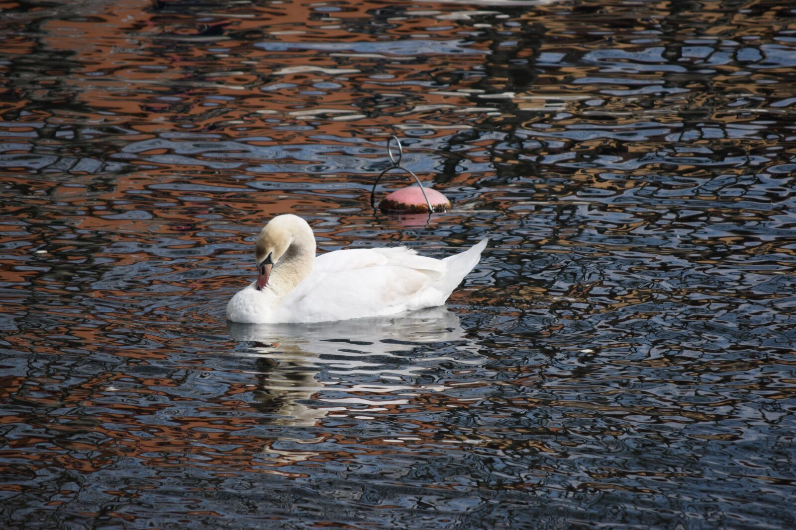 Nikon D3300 sample photo. Swan, lecco, lake photography