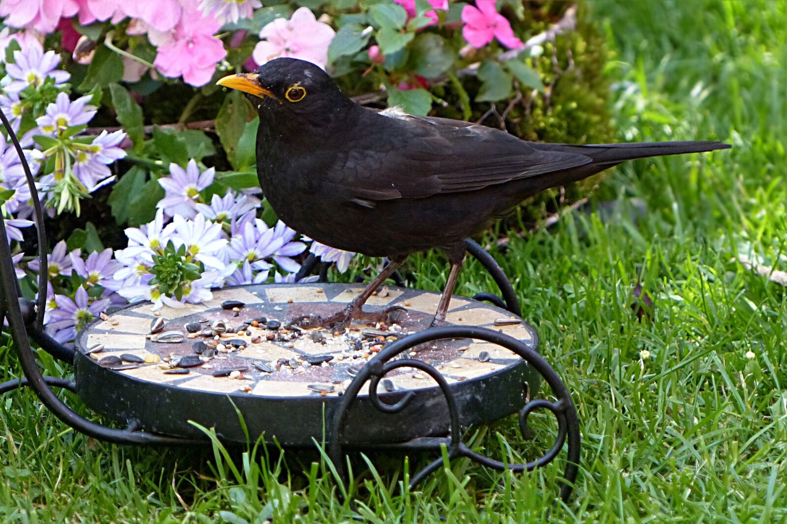 Panasonic Lumix DMC-FZ200 sample photo. Bird, throttle, turdus philomelos photography