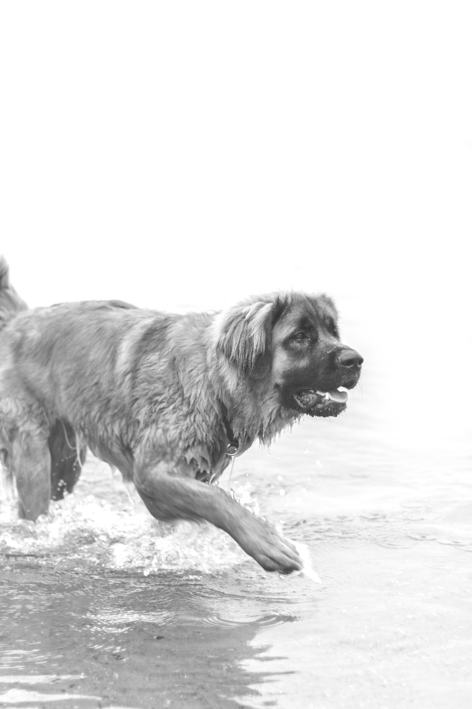Canon EF 50mm F1.8 II sample photo. Black, and, white, dog photography
