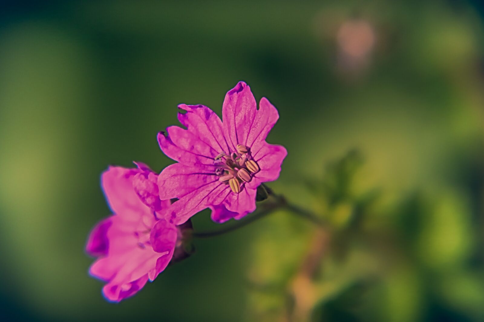 Canon EOS 70D + Canon EF-S 18-200mm F3.5-5.6 IS sample photo. Flowers, geranium, pink photography