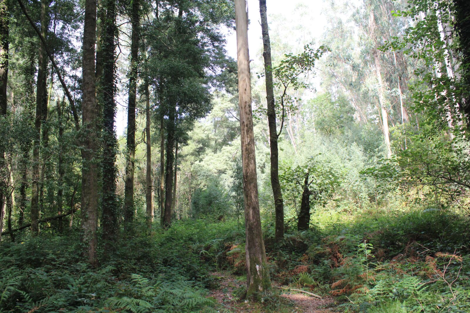 Canon EOS 1300D (EOS Rebel T6 / EOS Kiss X80) sample photo. Bosque, vigo, forest photography